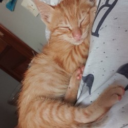 Garfield