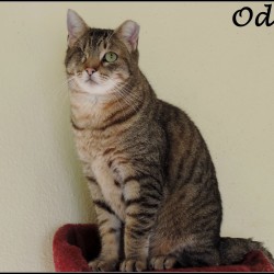 Odin