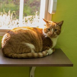 Gus