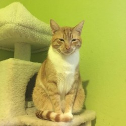 Simba