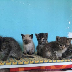 Maya, Chloe, Bambú, Jazz y Berlioz
