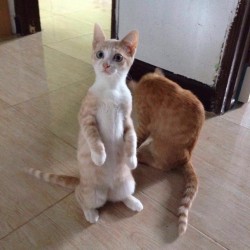 Nilo