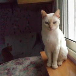 Merlin