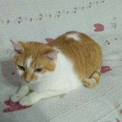 Lucas