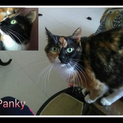 Panky