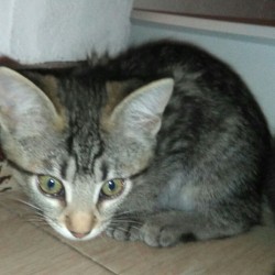 Agatha
