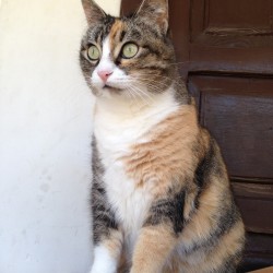 Chispita