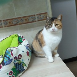 Dama