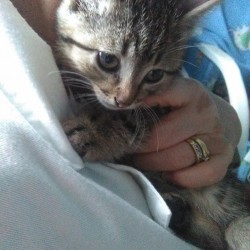 Pancho