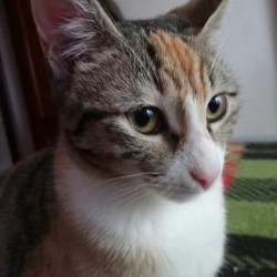 Daisy