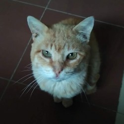 Chester