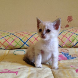 Romeo