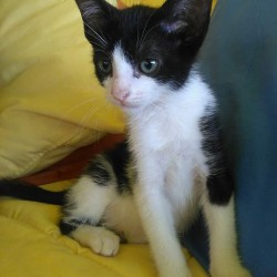 Dina