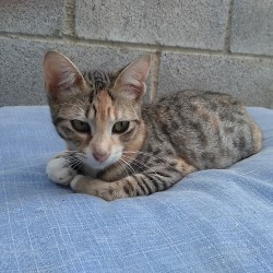 Norma