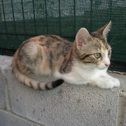 Salomé