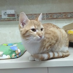 Nabuca