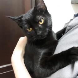 Morita