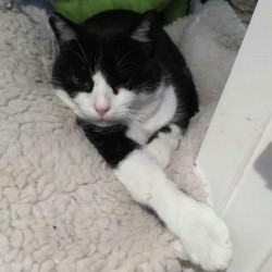 Tom