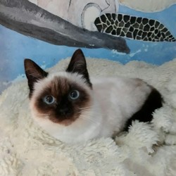 Lola