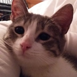 Kika