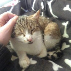 Pepa Cat