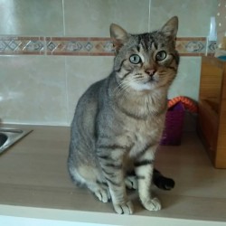 Mimosín