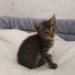 Gus