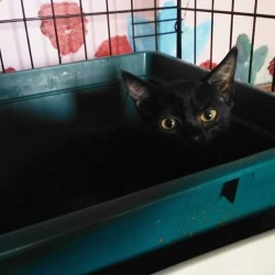 Pipa
