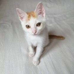 Lila