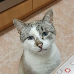 Copito