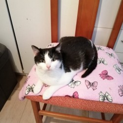 Crispín