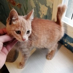 Peque