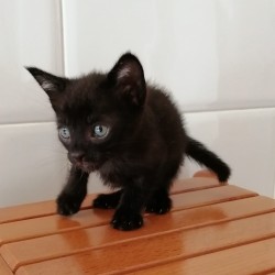 Tico