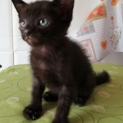 Mico