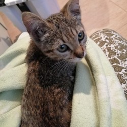 Mia