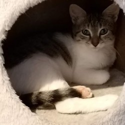 Estrella