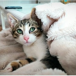 ZIZU