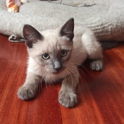 LUCA