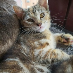 THELMA