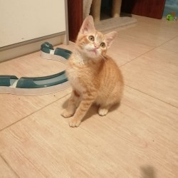 ALAN
