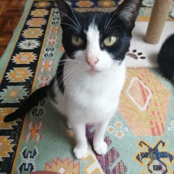 PENELOPE