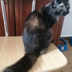 TRIANA