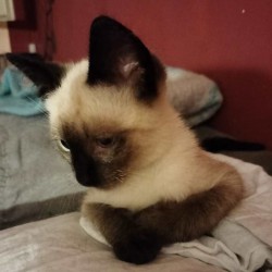 OTTO