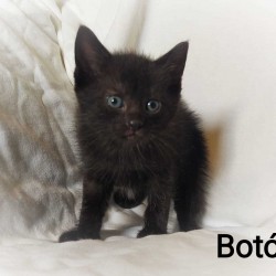 BOTON