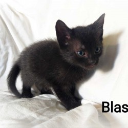 BLAS