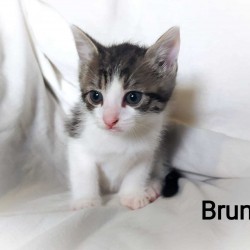 BRUNO