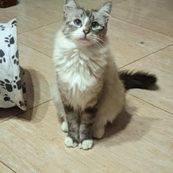 DULCINEA