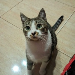 JULIETA