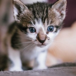 MOCHI