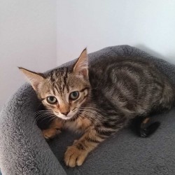 TABBY